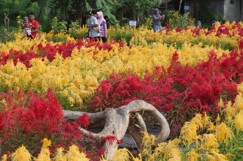Kebon Asri Bayat
