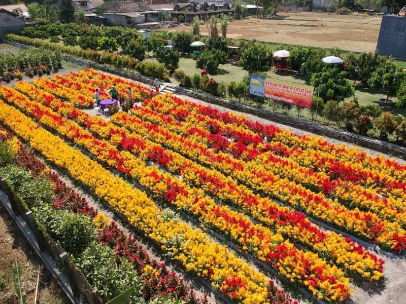 Kebon Asri Bayat