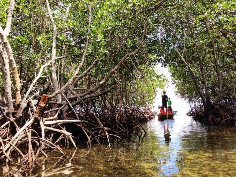 hutan mangrove nusa lembongan