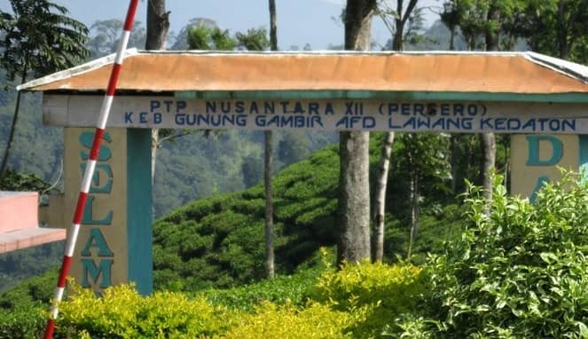 kebun teh gunung gambir