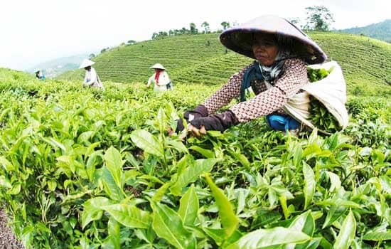 kebun teh gunung gambir