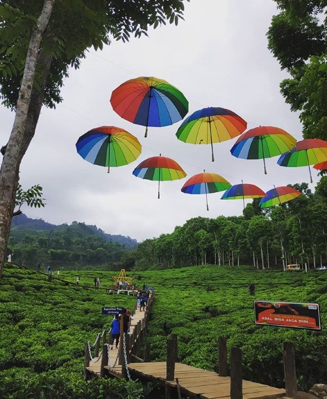 kebun teh gunung gambir