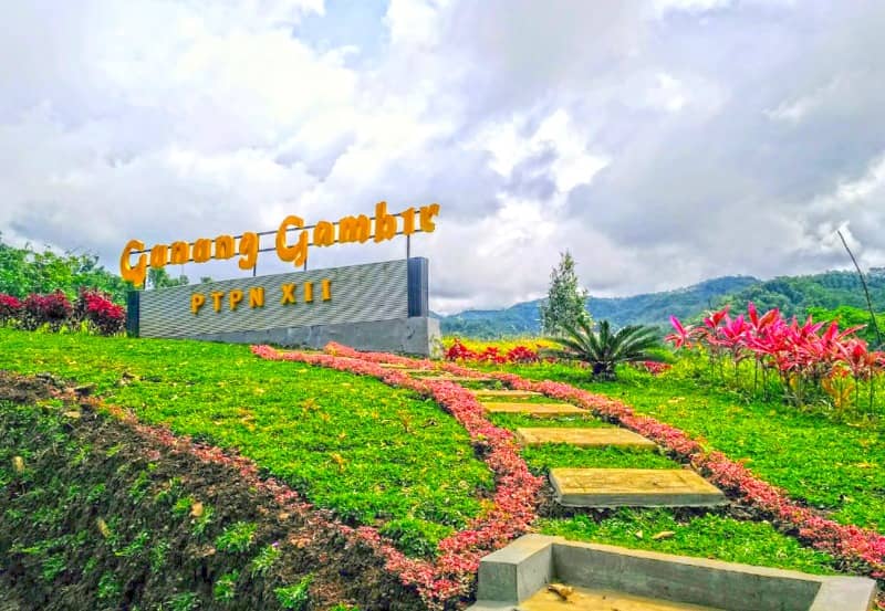 kebun teh gunung gambirkebun teh gunung gambir