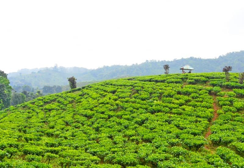 kebun teh gunung gambir