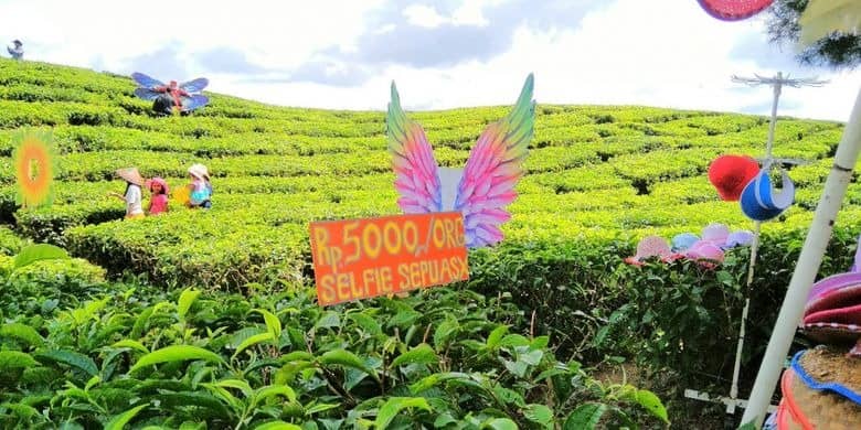 kebun teh gunung gambir