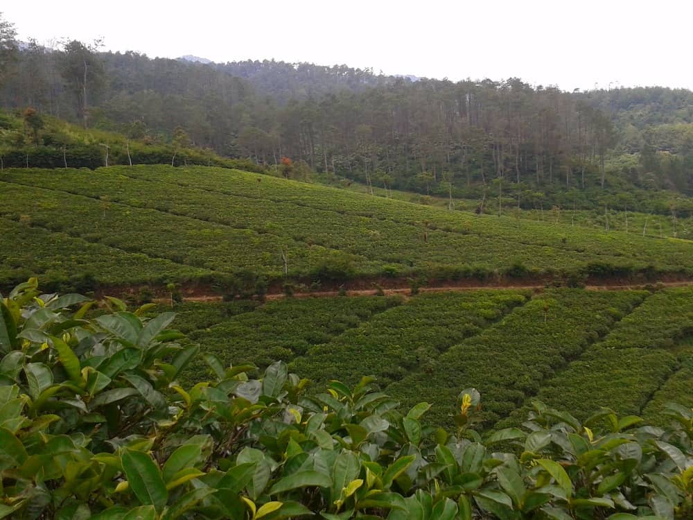 kebun teh cipasung majalengka