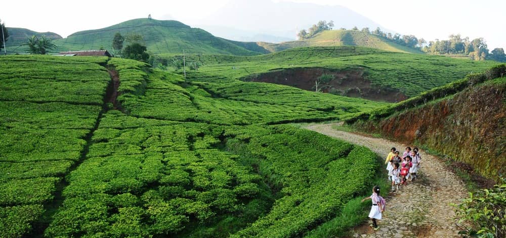kebun teh cipasung majalengka