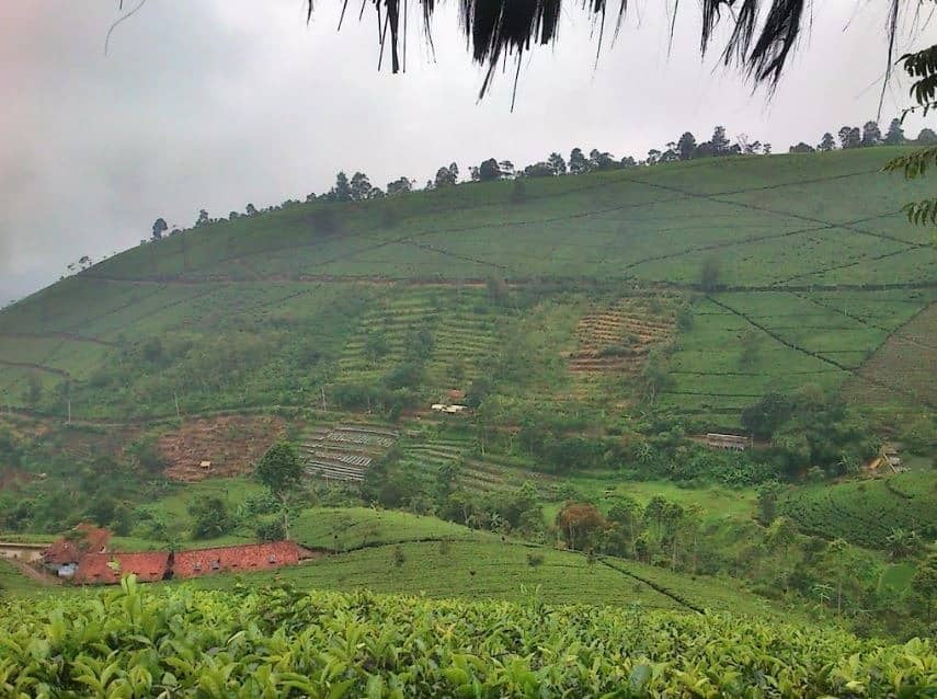 kebun teh cipasung majalengka