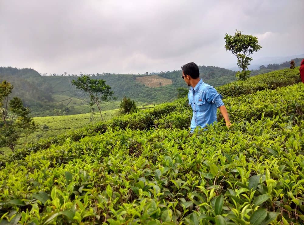 kebun teh cipasung majalengka