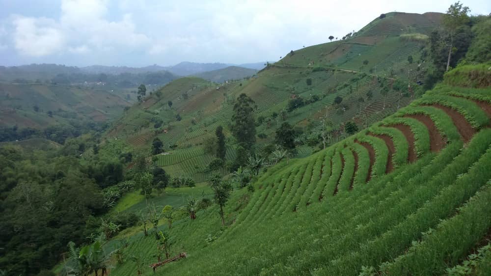 kebun teh cipasung majalengka