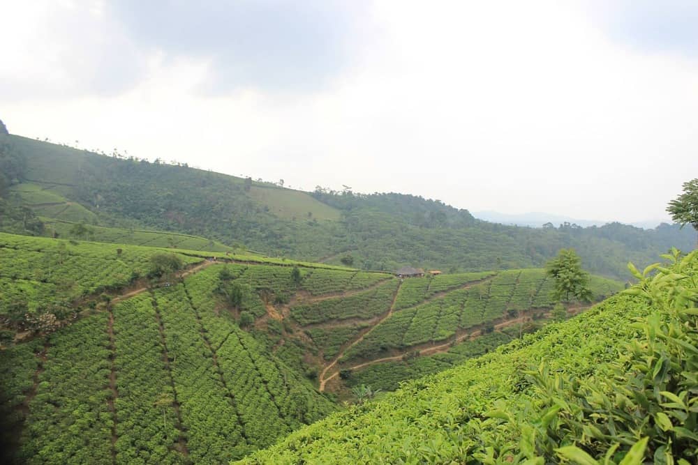 kebun teh cipasung majalengka