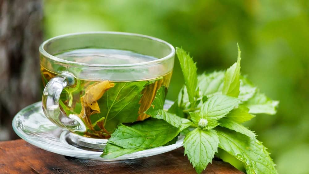 kebun teh cipasung majalengka
