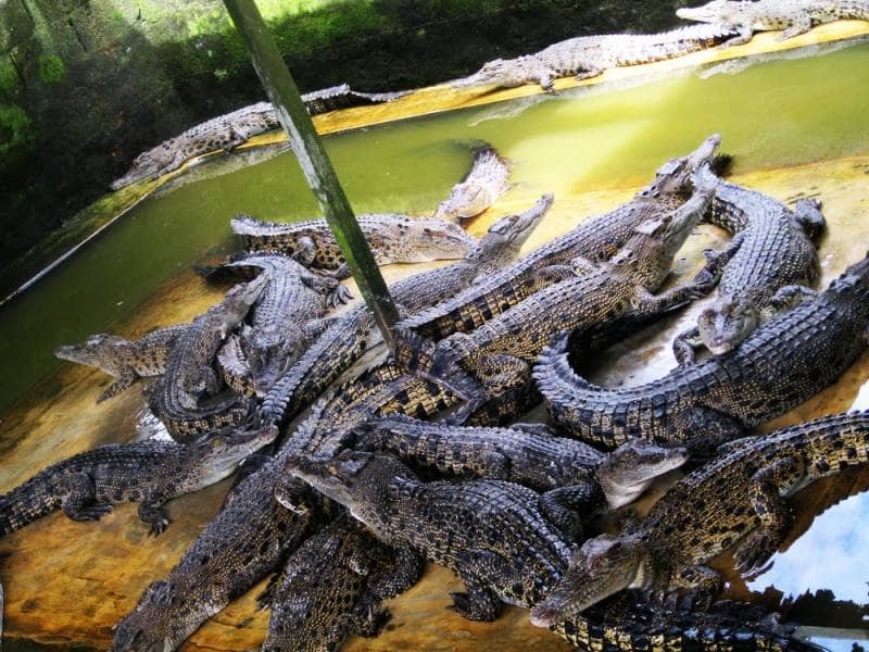 taman buaya tanjung pasir