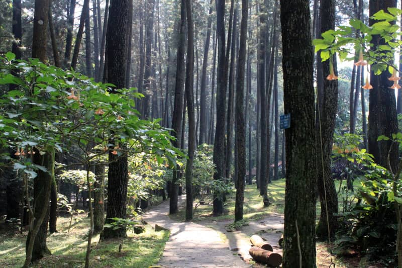 djuanda forest park