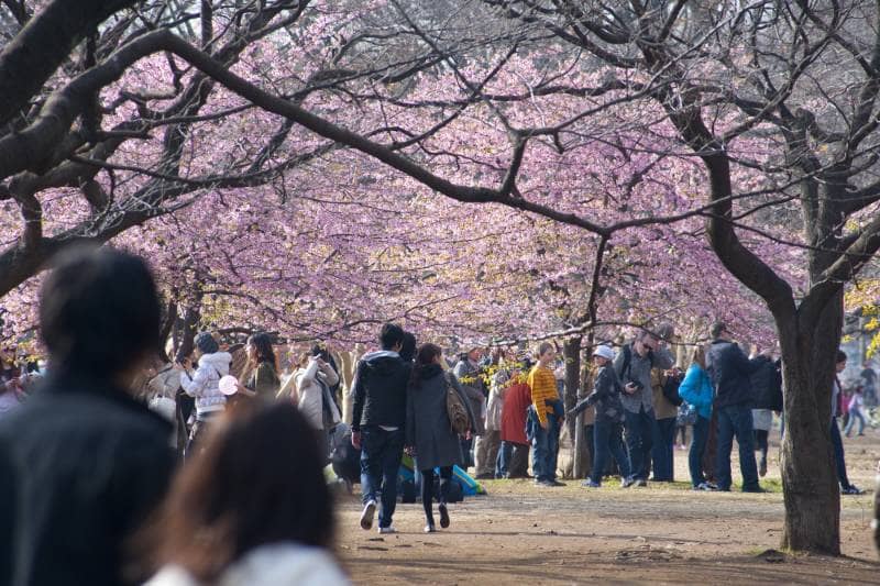 yoyogi park