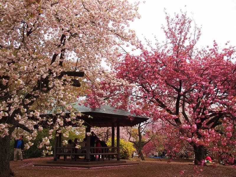 shunjuku gyoen park
