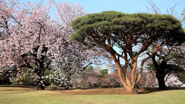 shunjuku gyoen park