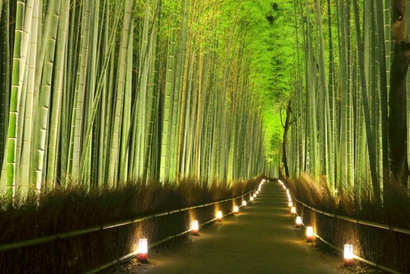 arashimaya bamboo forest