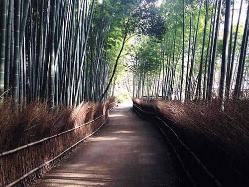 arashimaya bamboo forest